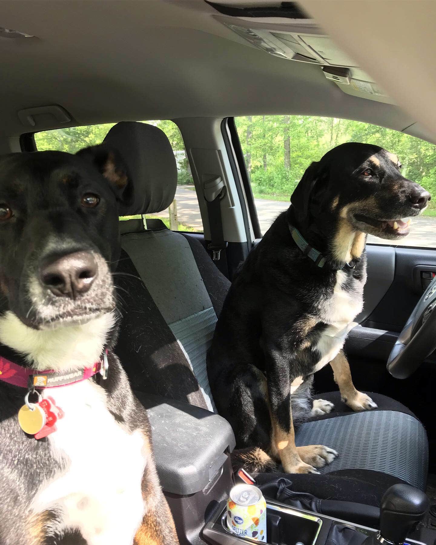 Shannon G.'s photo of camping with pets at Deer Creek State Park Campground near Columbus, OH