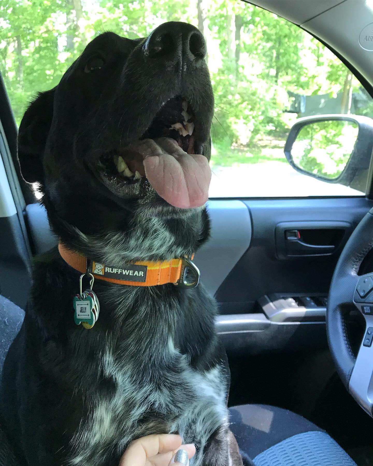 Shannon G.'s photo of camping with pets at Deer Creek State Park Campground near Lewis Center, OH