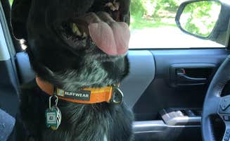 Shannon G.'s photo of camping with pets at Deer Creek State Park Campground near Galloway, OH