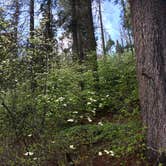 Review photo of Hodgdon Meadow Campground — Yosemite National Park by Susan V., May 29, 2019