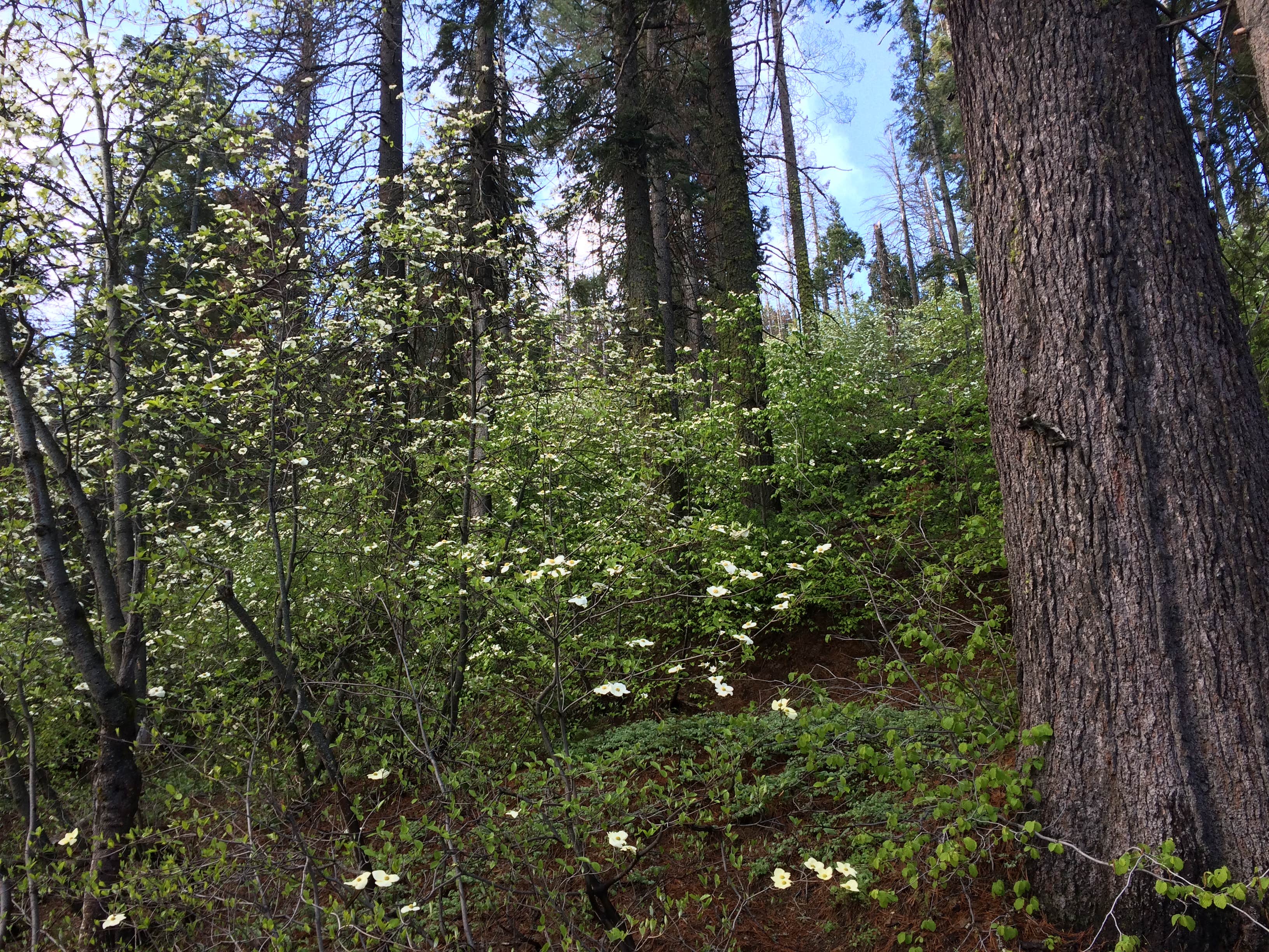 Dogwoods in bloom just up the road from the campground.