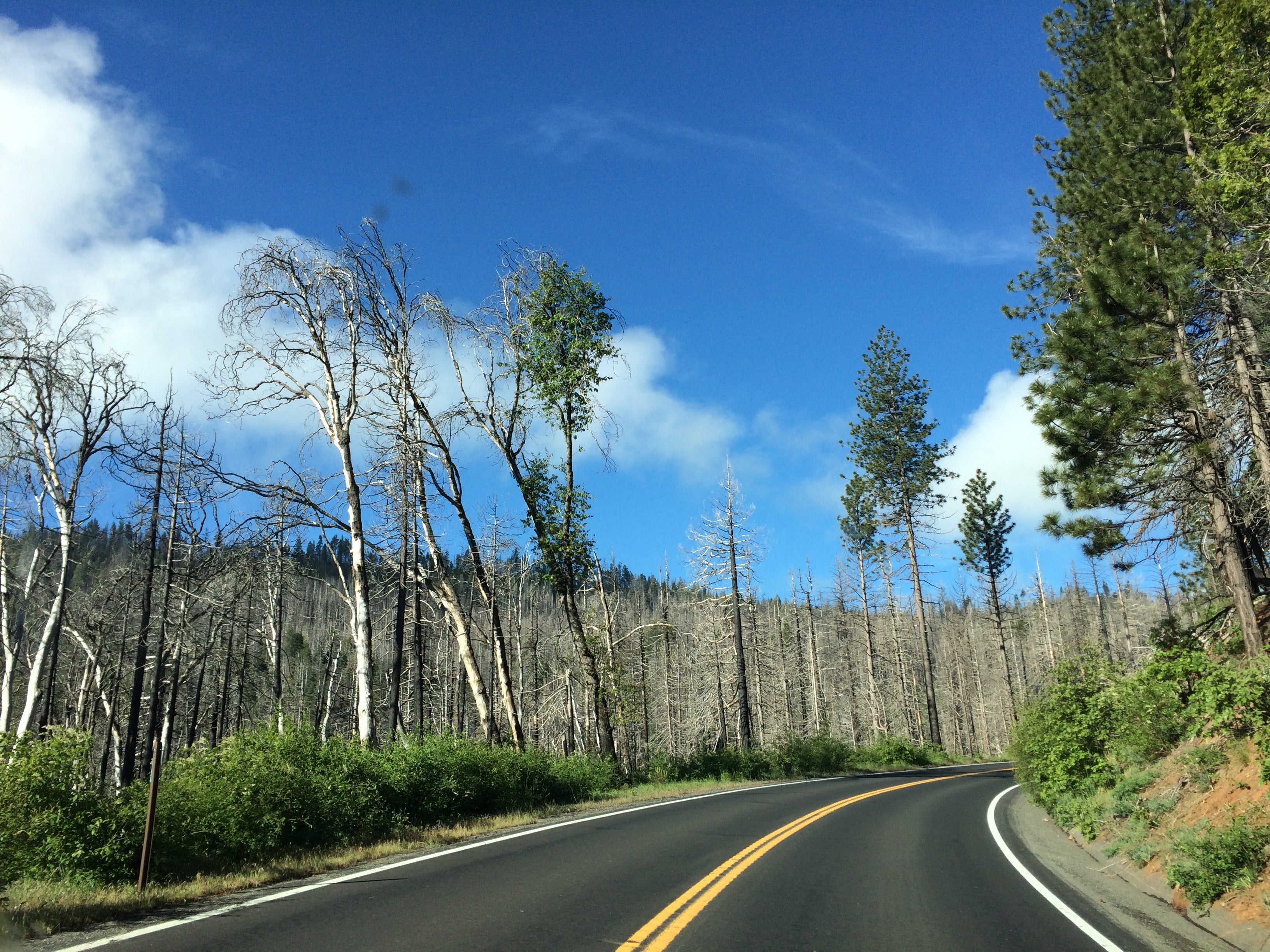 The Rim Fire did devastate this part of the park in 2013-2014, but you can't tell once you are in the campground. This is up the road from the campground, between the campground and Yosemite Valley.  (But closer to the campground than the valley.)