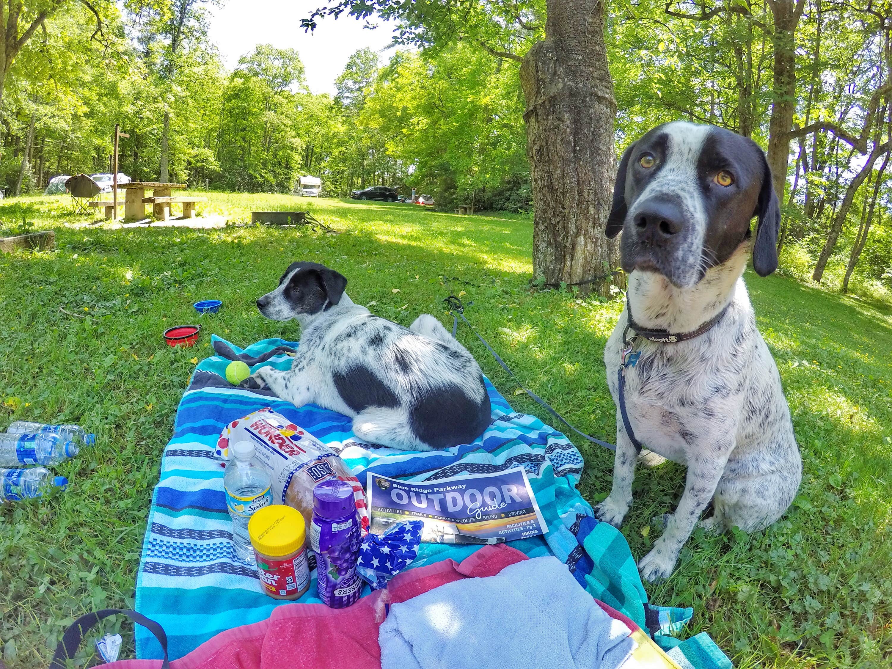 Riley R.'s photo of camping with pets at Linville Falls Campground — Blue Ridge Parkway near Pinehurst, NC