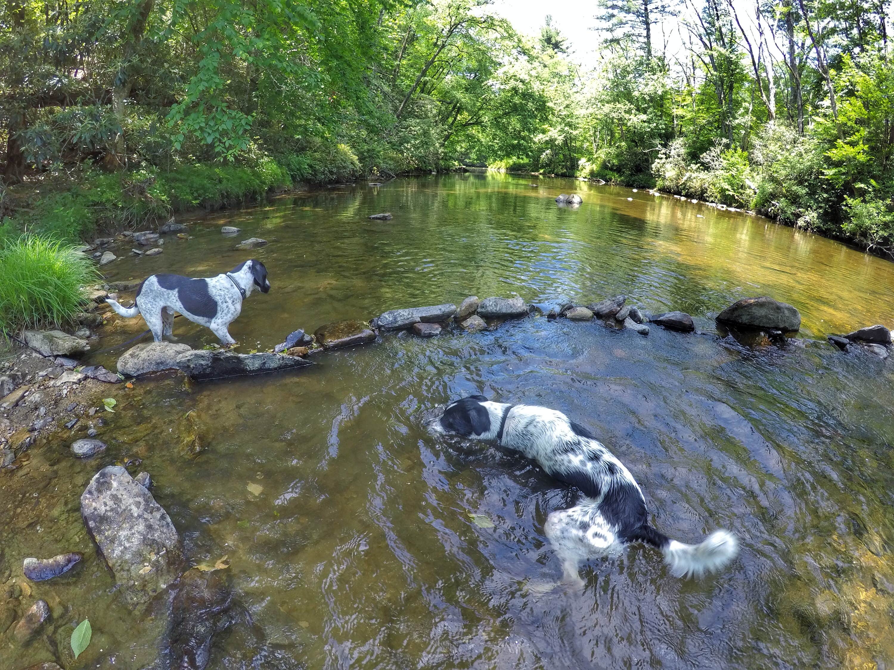 Riley R.'s photo of camping with pets at Linville Falls Campground — Blue Ridge Parkway near Beech Mountain, NC