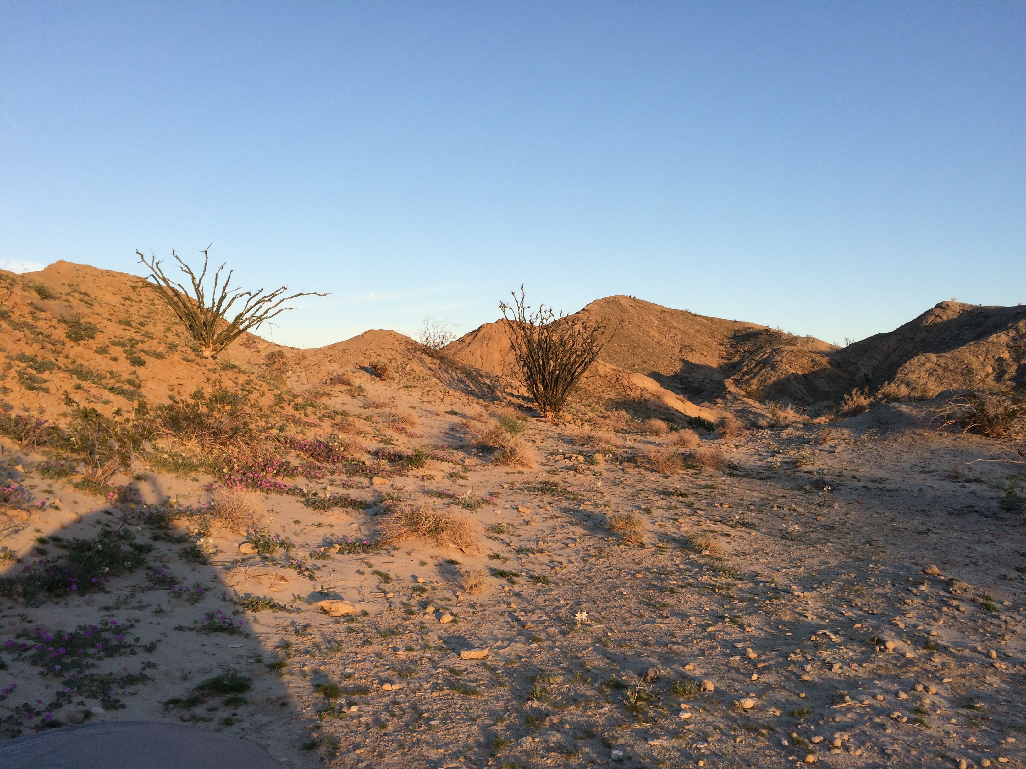 Camper submitted image from Arroyo Salado Primitive Campground — Anza-Borrego Desert State Park - 2