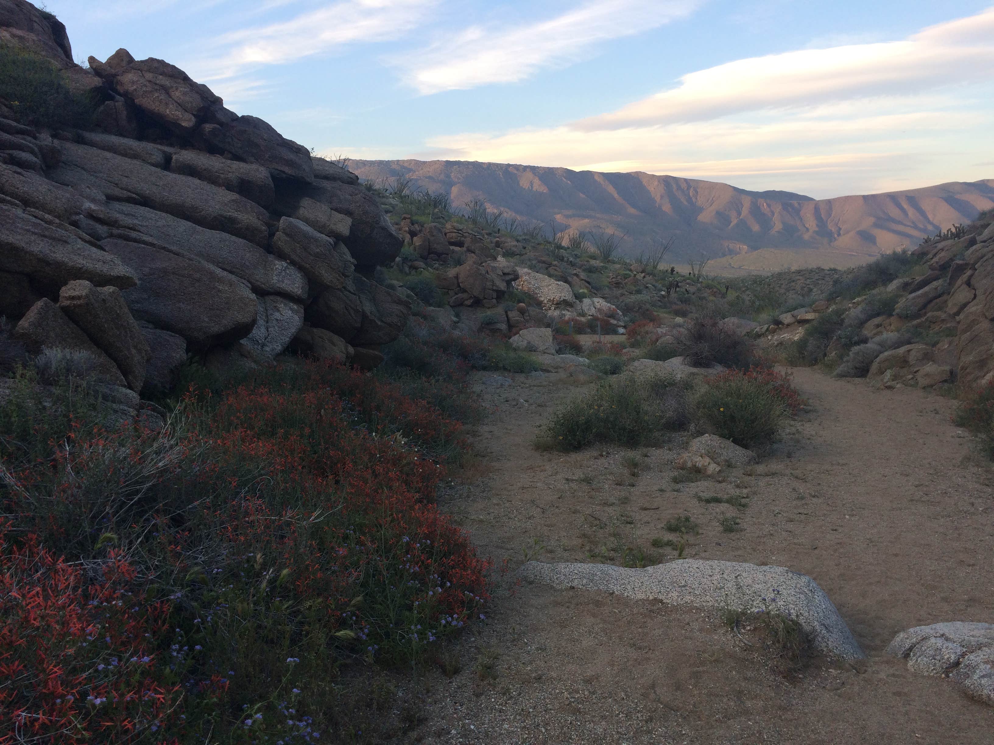 Camper-submitted photo at Arroyo Salado Primitive Campground — Anza-Borrego Desert State Park near Coolidge Springs, CA