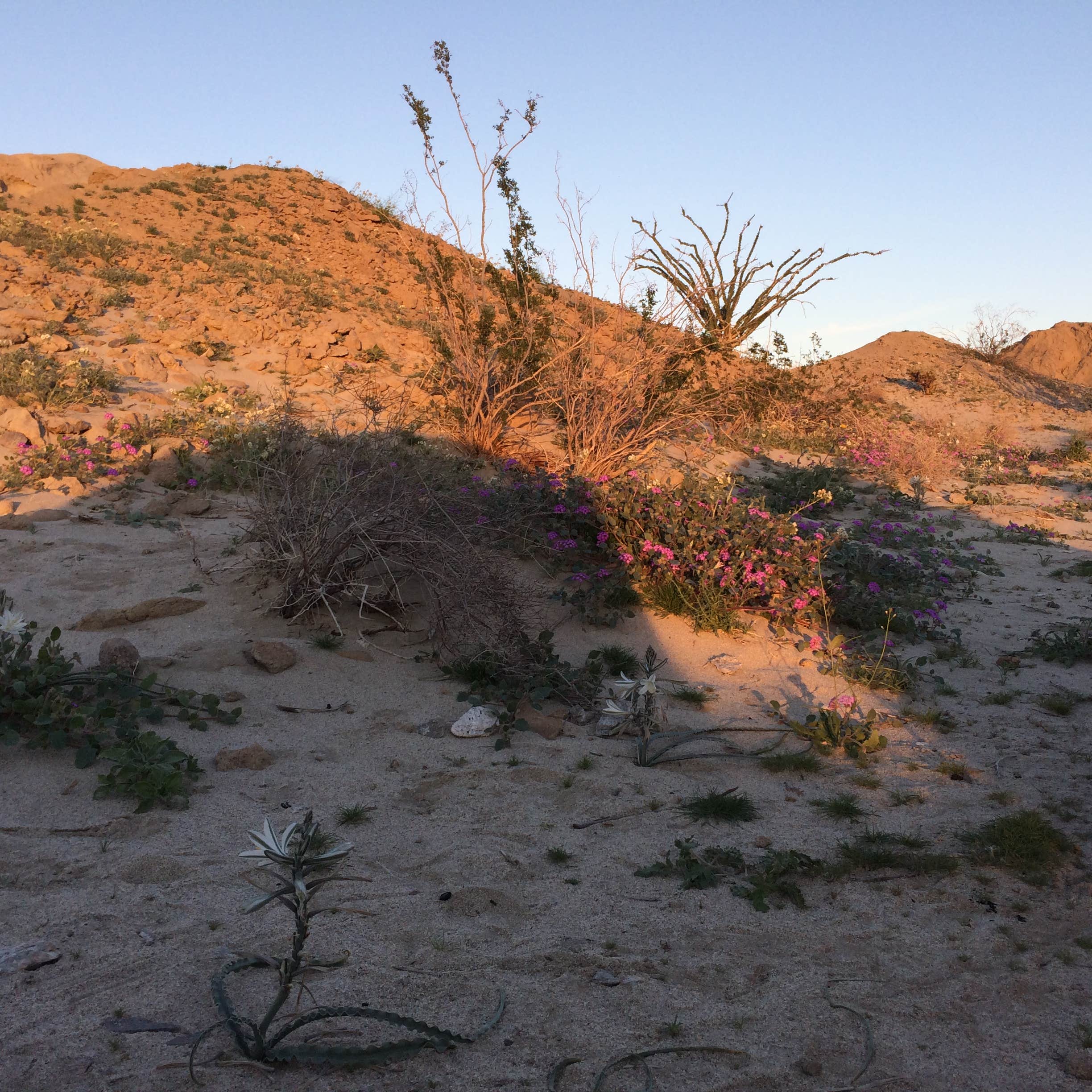 Camper-submitted photo at Arroyo Salado Primitive Campground — Anza-Borrego Desert State Park near Coolidge Springs, CA