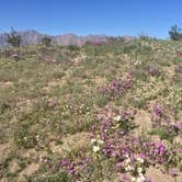 Review photo of Arroyo Salado Campground by Susan V., May 29, 2019