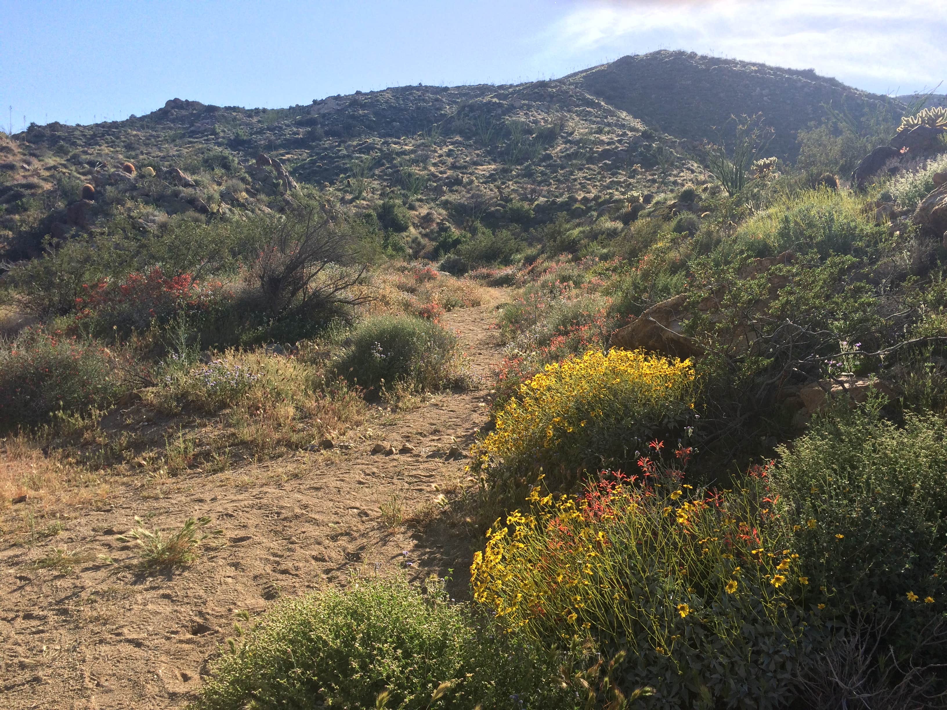Camper-submitted photo at Arroyo Salado Primitive Campground — Anza-Borrego Desert State Park near Coolidge Springs, CA