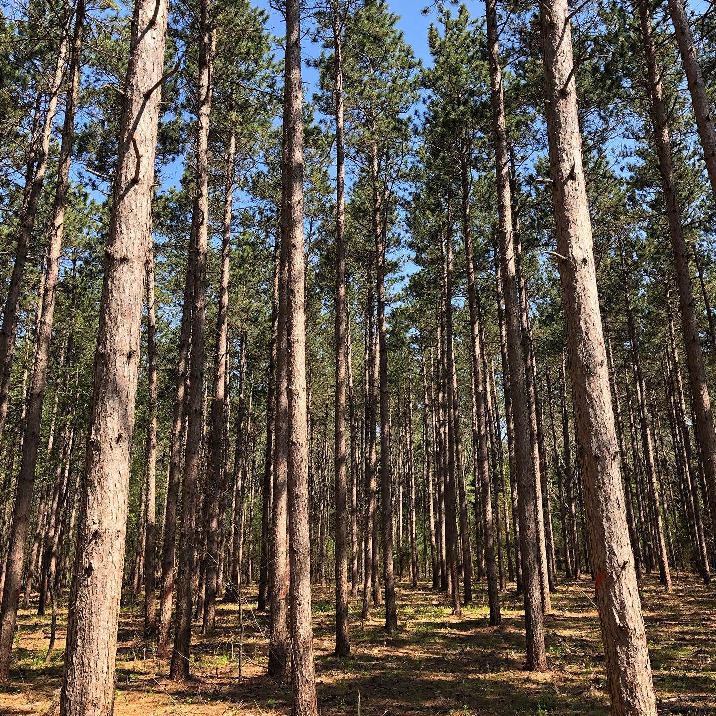 Camper-submitted photo at Backpack Sites — Kettle Moraine State Forest - Southern Unit near Kenosha, WI