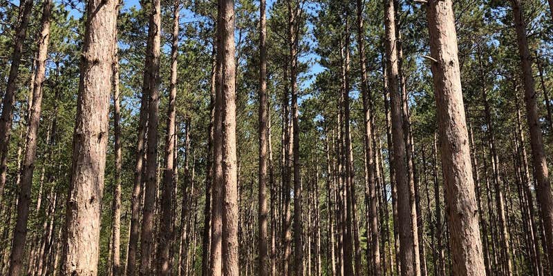 Camper submitted image from Backpack Sites — Kettle Moraine State Forest - Southern Unit