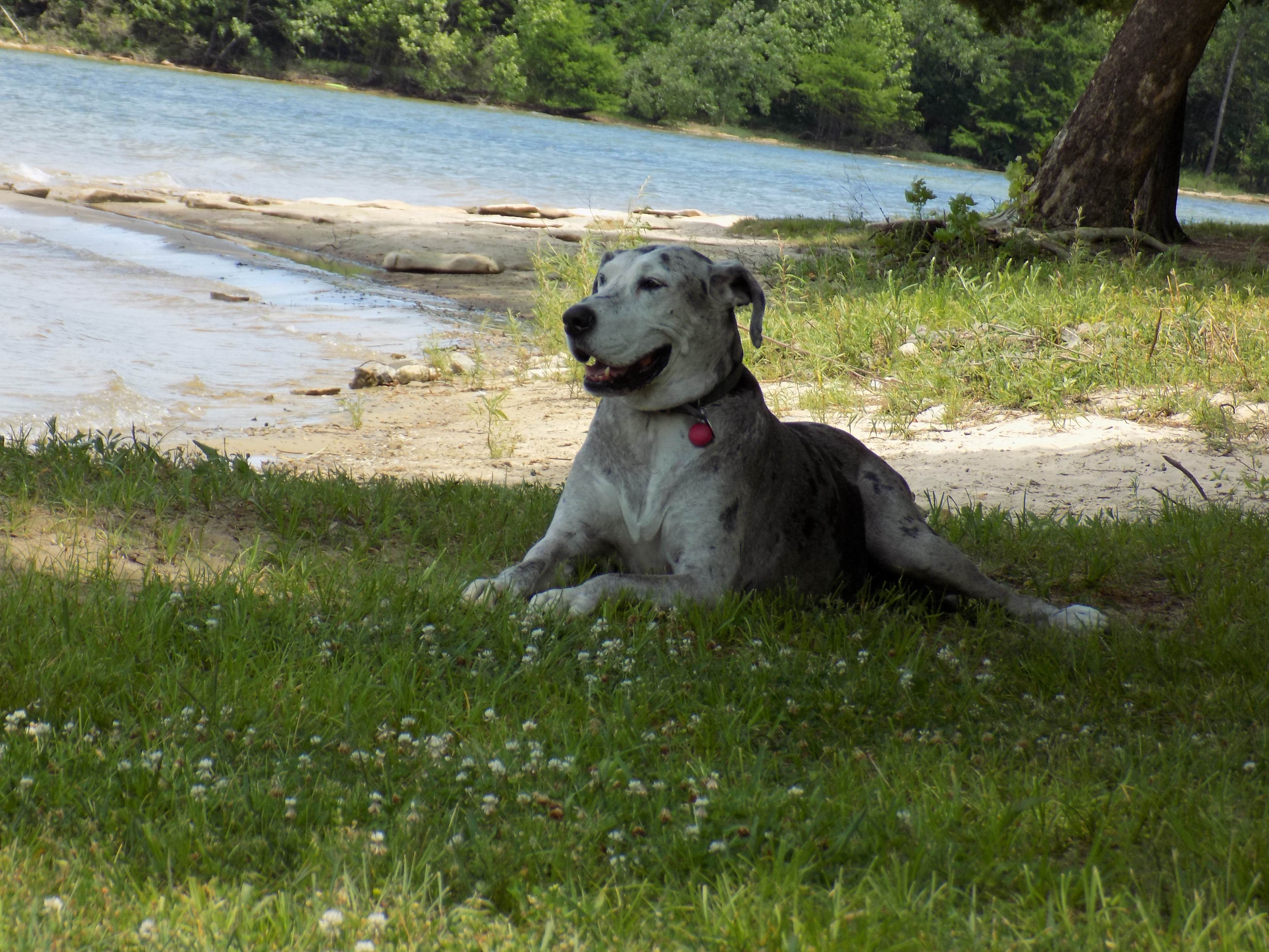Jennifer W.'s photo of camping with pets at Seven Points near Gallatin, TN