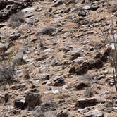 Review photo of Borrego Palm Canyon Campground — Anza-Borrego Desert State Park by Susan V., May 29, 2019