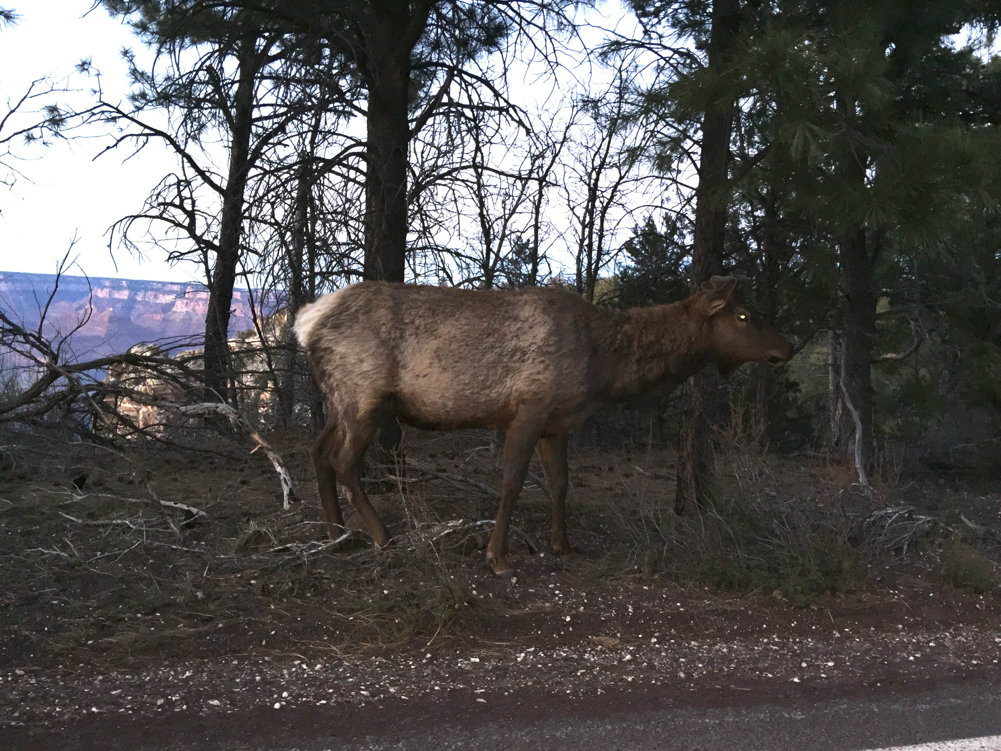 Animals