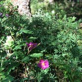 Review photo of Bear Lake Campground by Liz B., May 29, 2019