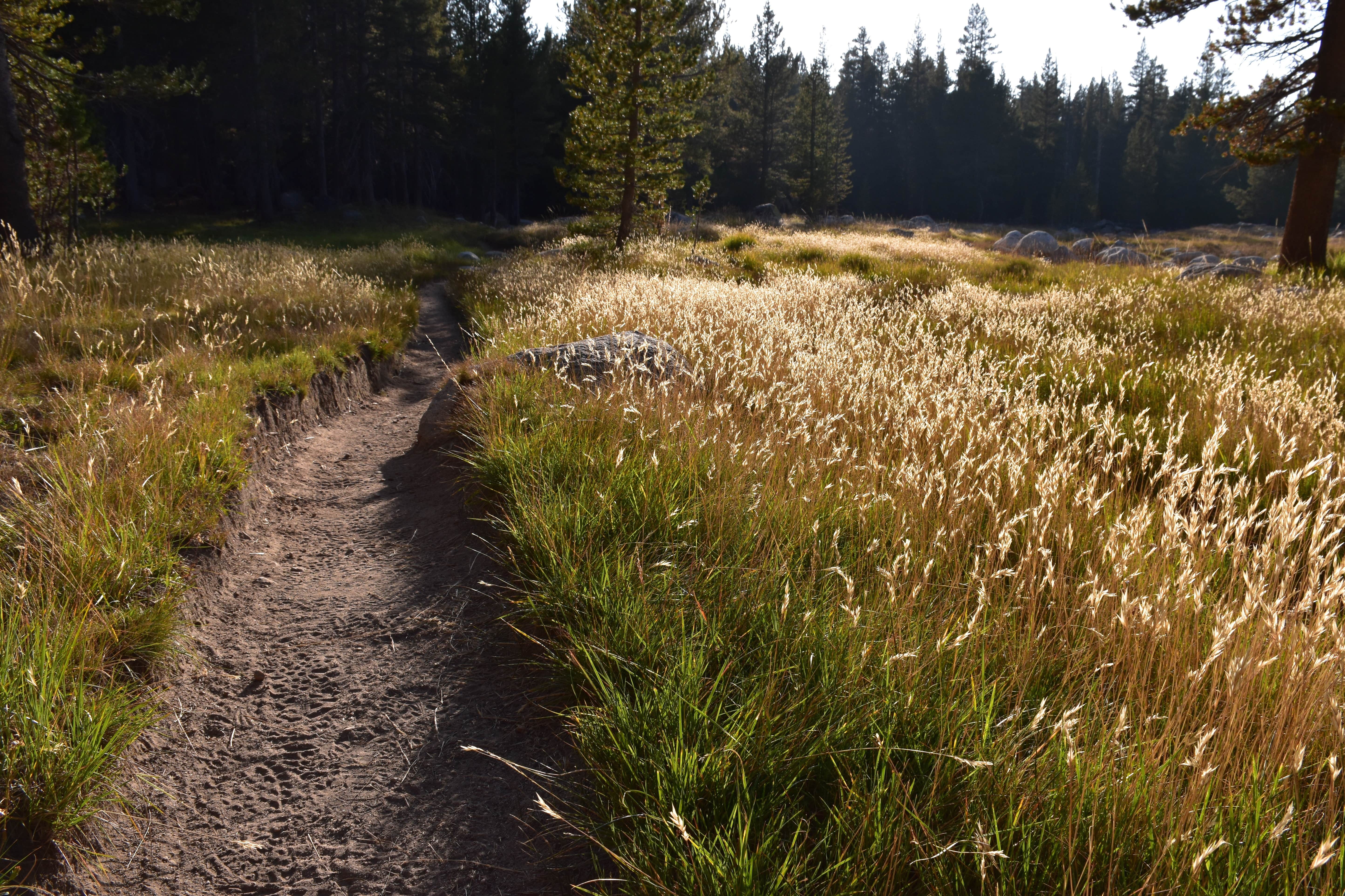 Camper submitted image from Tuolumne Meadows Lodge — Yosemite National Park - 3