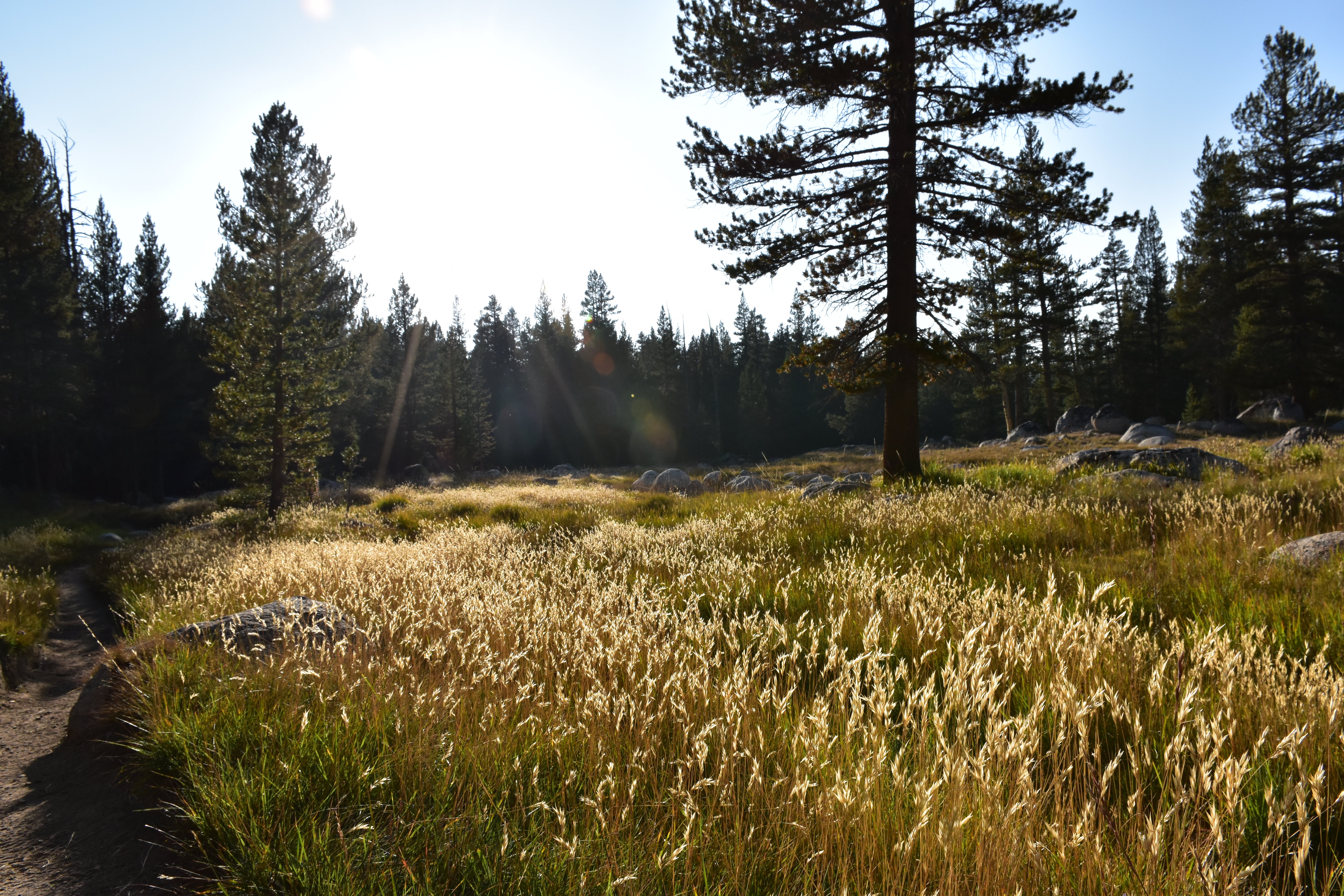 Camper submitted image from Tuolumne Meadows Lodge — Yosemite National Park - 2