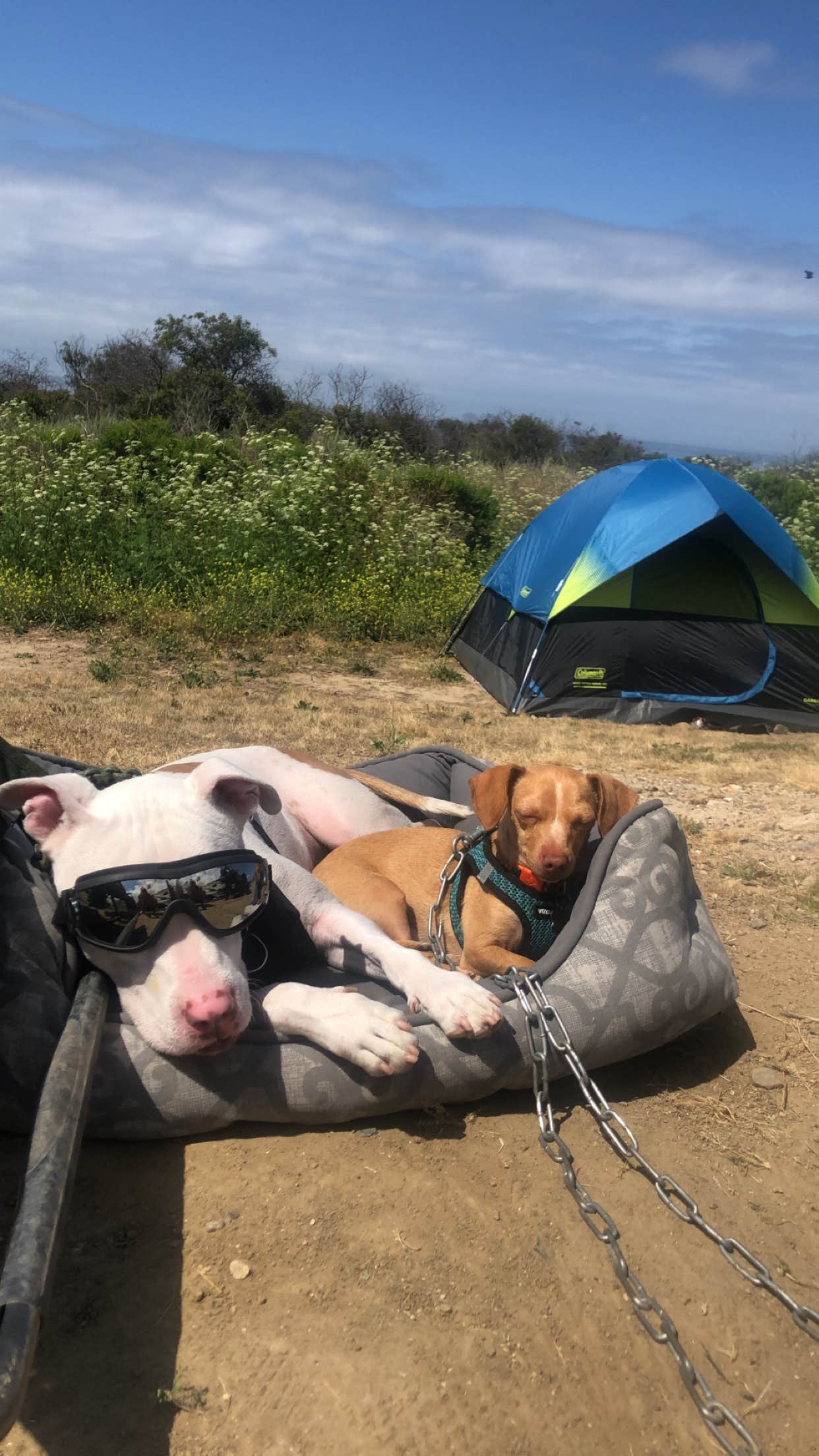 Christopher  V.'s photo at Bluffs Campground — San Onofre State Beach near Newport Coast, CA
