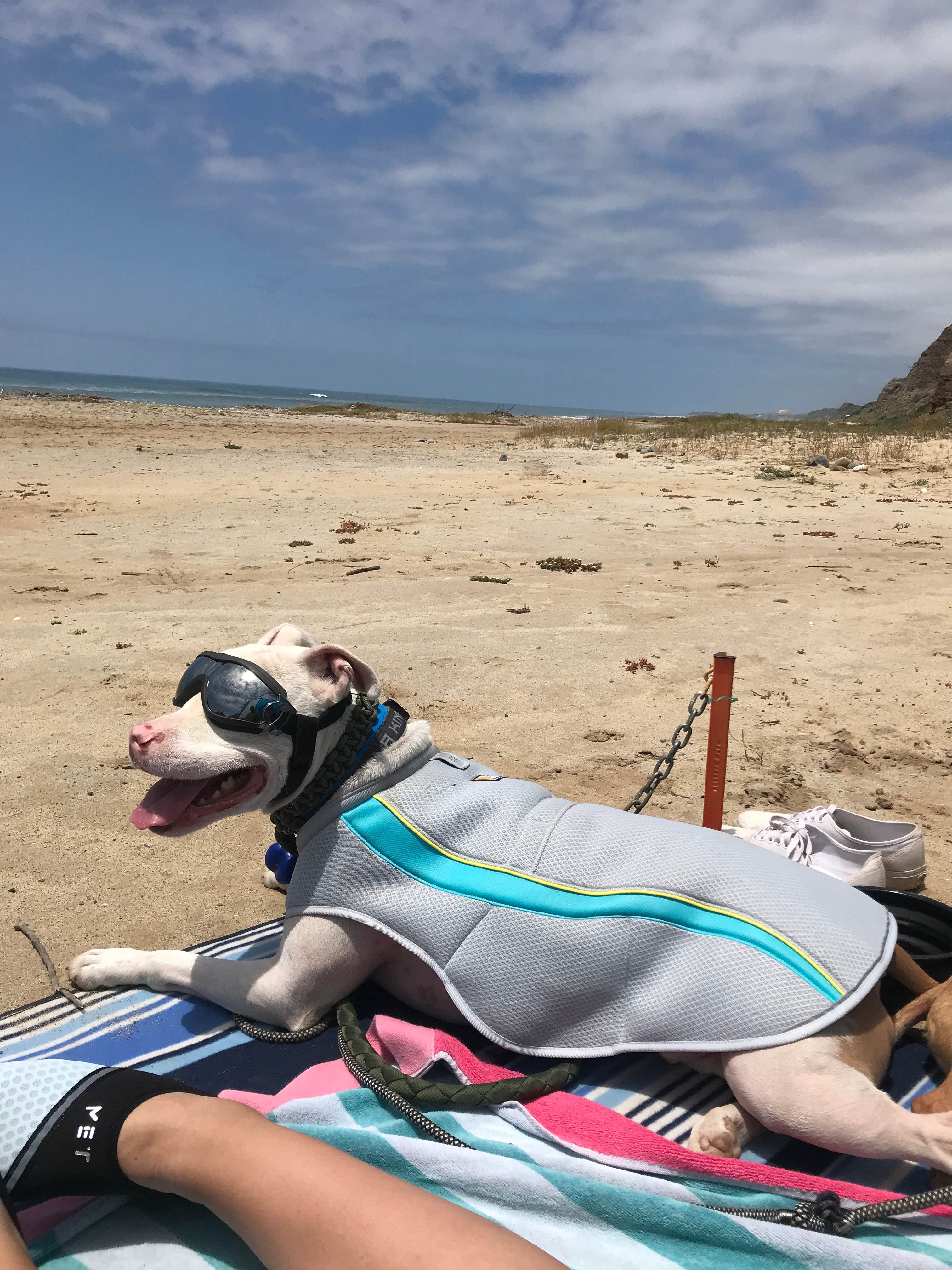 Christopher  V.'s photo of camping with pets at Bluffs Campground — San Onofre State Beach near Ladera Ranch, CA
