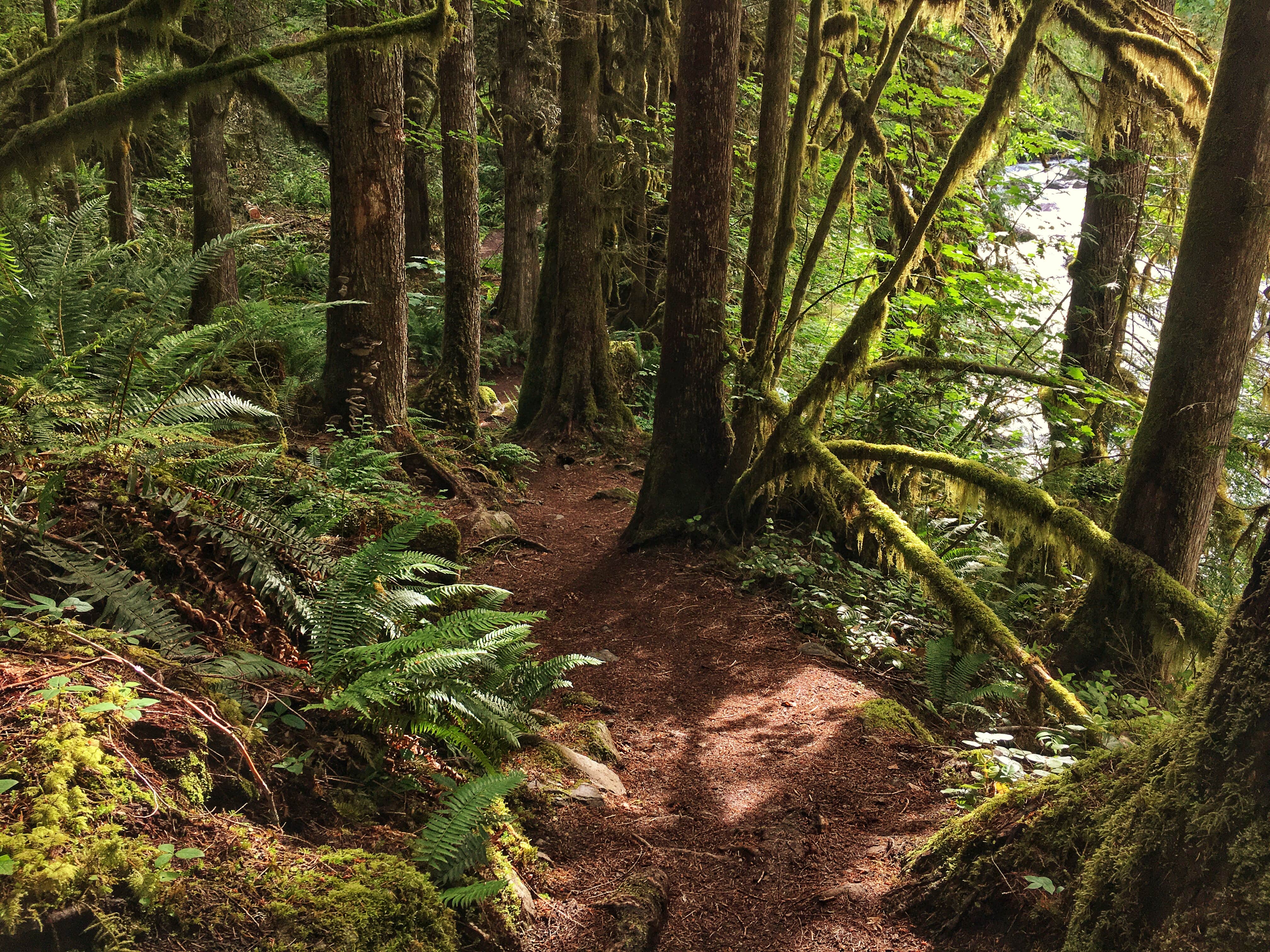 Camper-submitted photo at Douglas Fir Campground near Maple Falls, WA