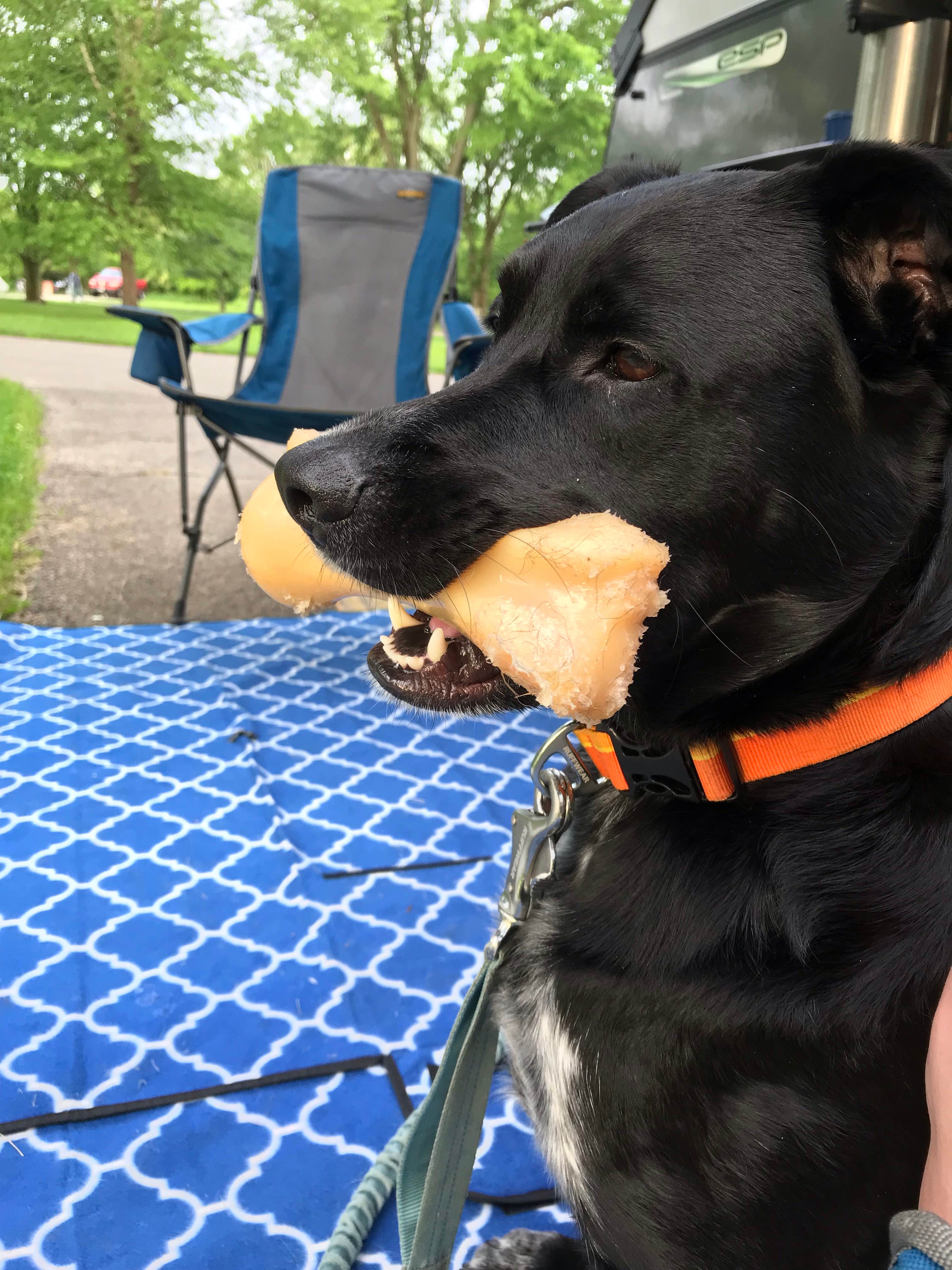 Shannon G.'s photo of camping with pets at Buck Creek State Park Campground near Galloway, OH