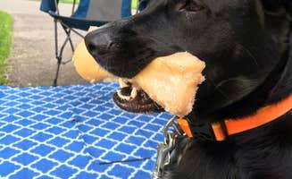 Shannon G.'s photo of camping with pets at Buck Creek State Park Campground near Belmont, OH