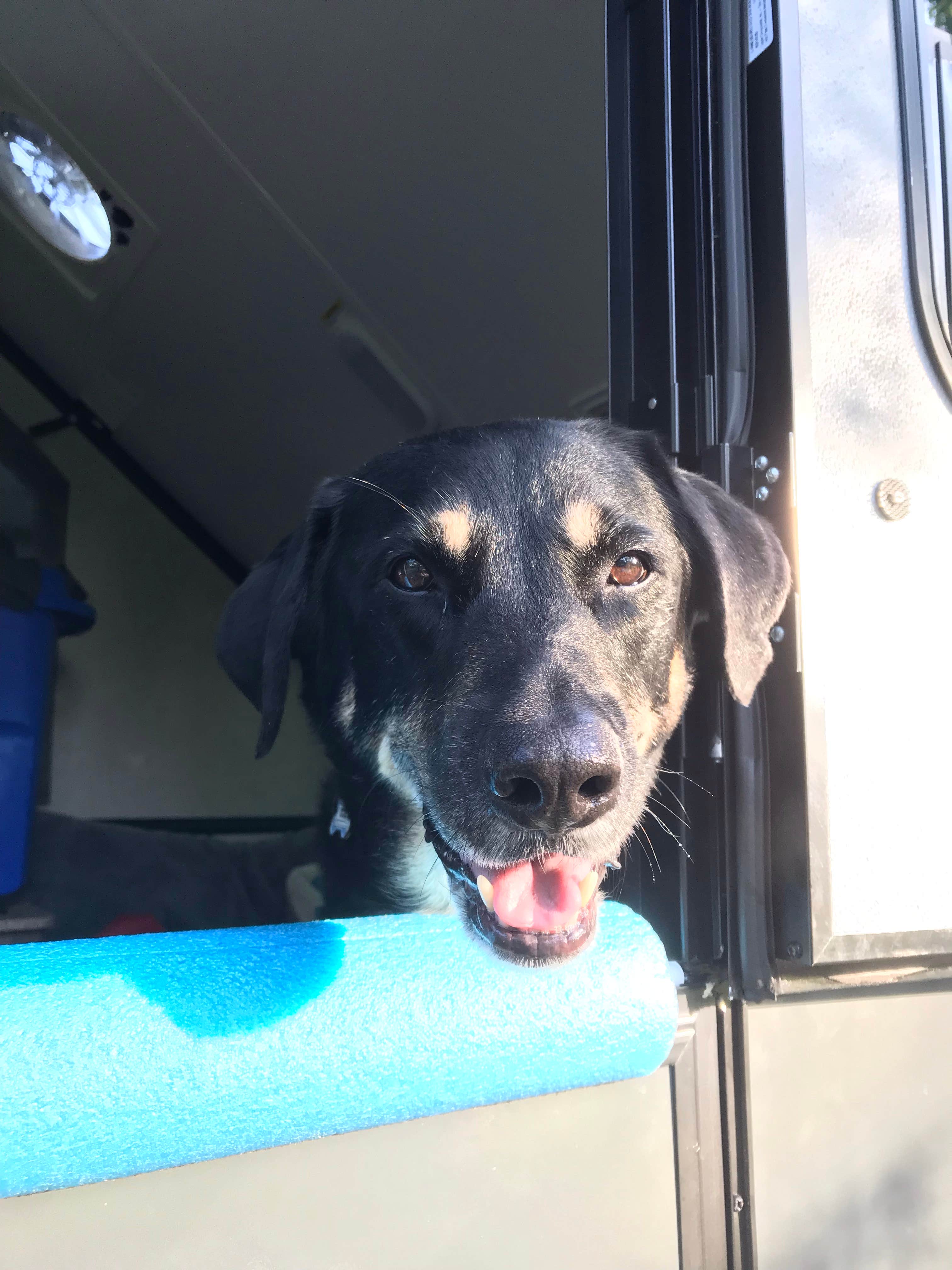 Shannon G.'s photo of camping with pets at Buck Creek State Park Campground near London, OH