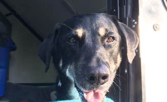 Shannon G.'s photo of camping with pets at Buck Creek State Park Campground near Minster, OH