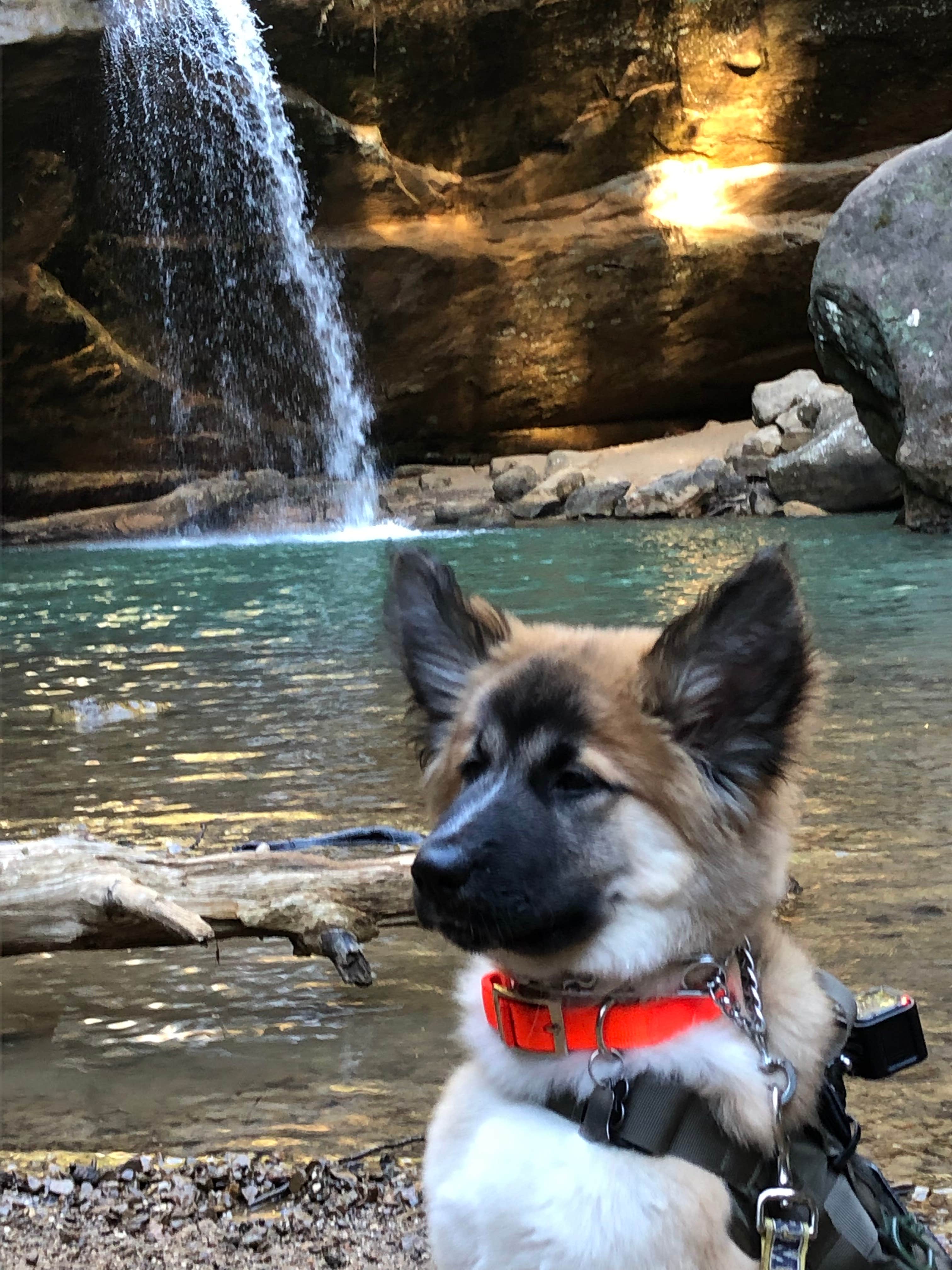 Allie P.'s photo of camping with pets at Hocking Hills State Park Campground near Columbus, OH
