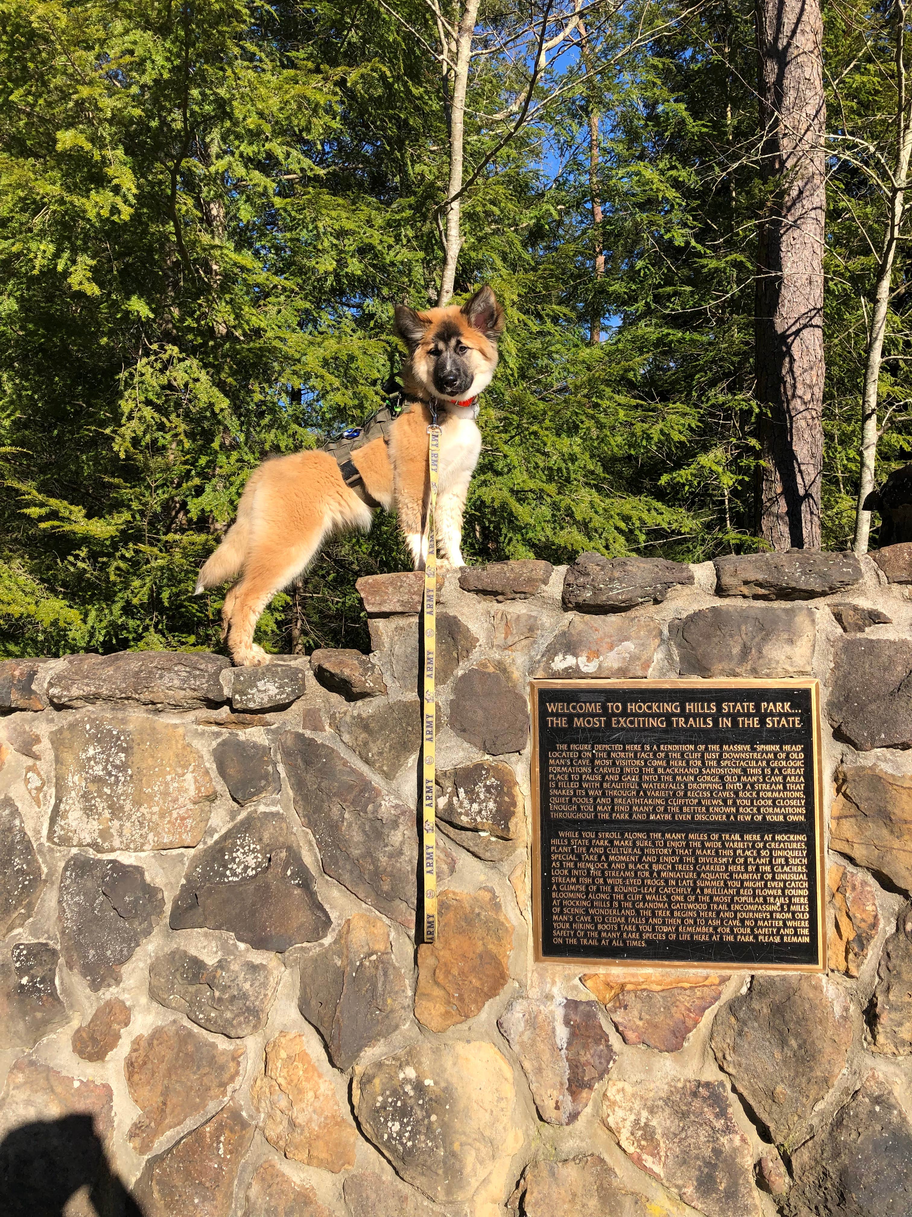 Allie P.'s photo of camping with pets at Hocking Hills State Park Campground near Geneva, OH