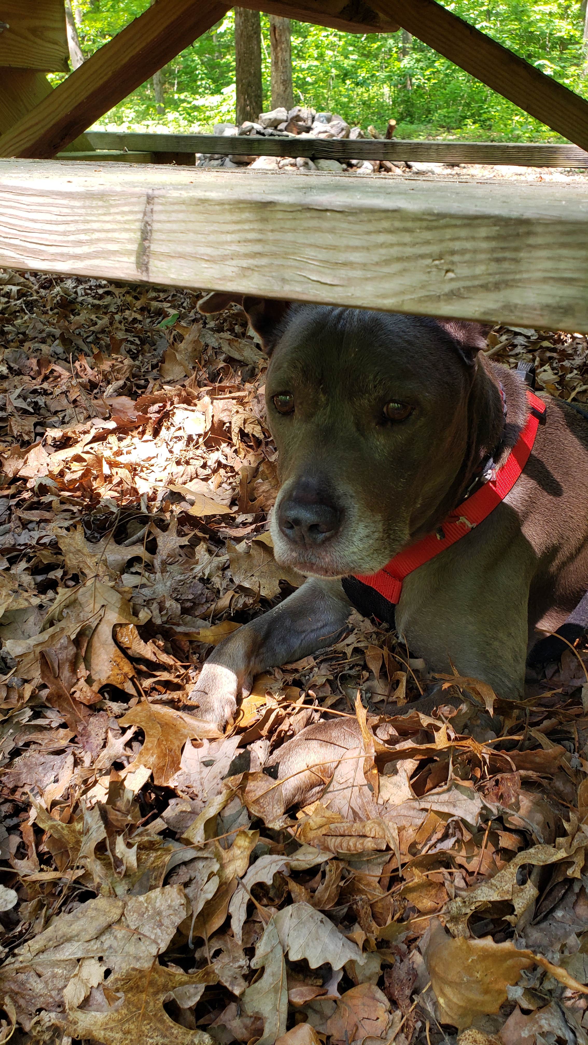 Andy S.'s photo of camping with pets at The Cove Campground near Winchester, VA