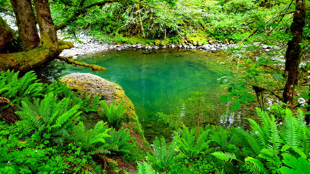 Camper submitted image from Fish Creek (OR) - 1