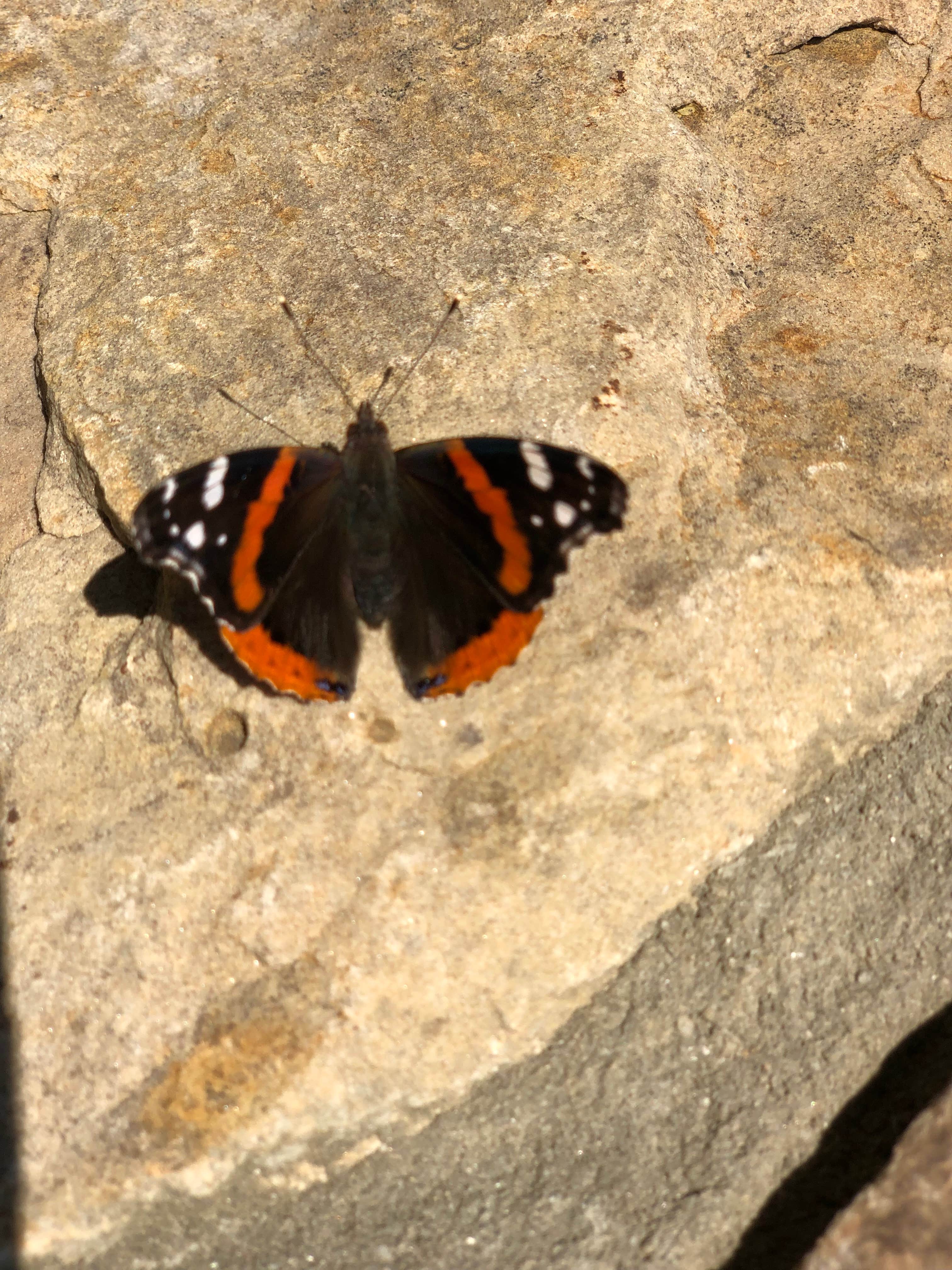 Melissa  W.'s photo of camping with pets at Black Mountain Campground - CLOSED INDEFINITELY near Old Fort, NC