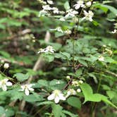 Review photo of Black Mountain Campground - CLOSED INDEFINITELY by Melissa  W., May 29, 2019