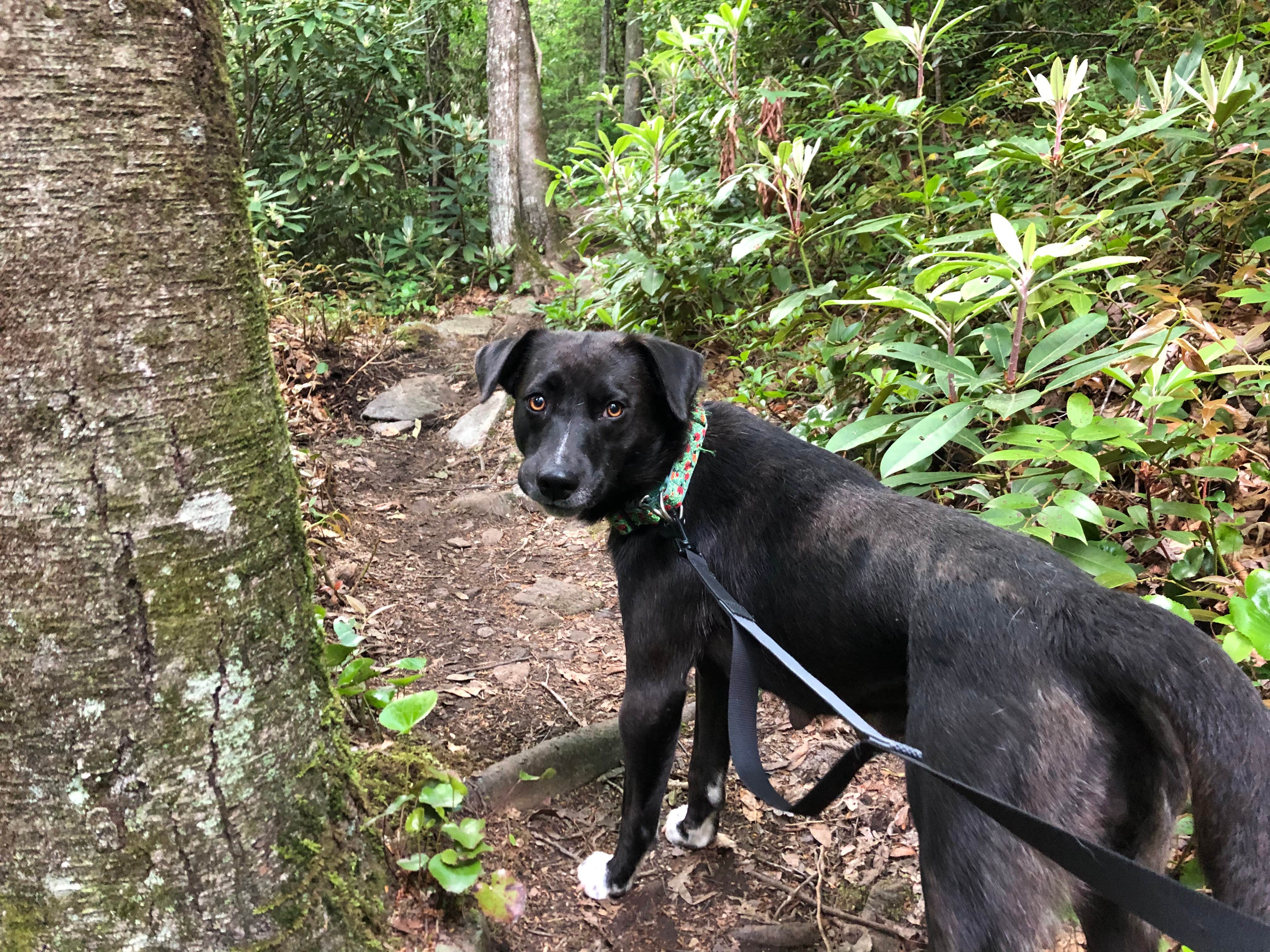 Melissa  W.'s photo of camping with pets at Black Mountain Campground - CLOSED INDEFINITELY near Old Fort, NC