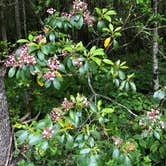 Review photo of Black Mountain Campground - CLOSED INDEFINITELY by Melissa  W., May 29, 2019