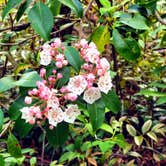 Review photo of Black Mountain Campground - CLOSED INDEFINITELY by Melissa  W., May 29, 2019