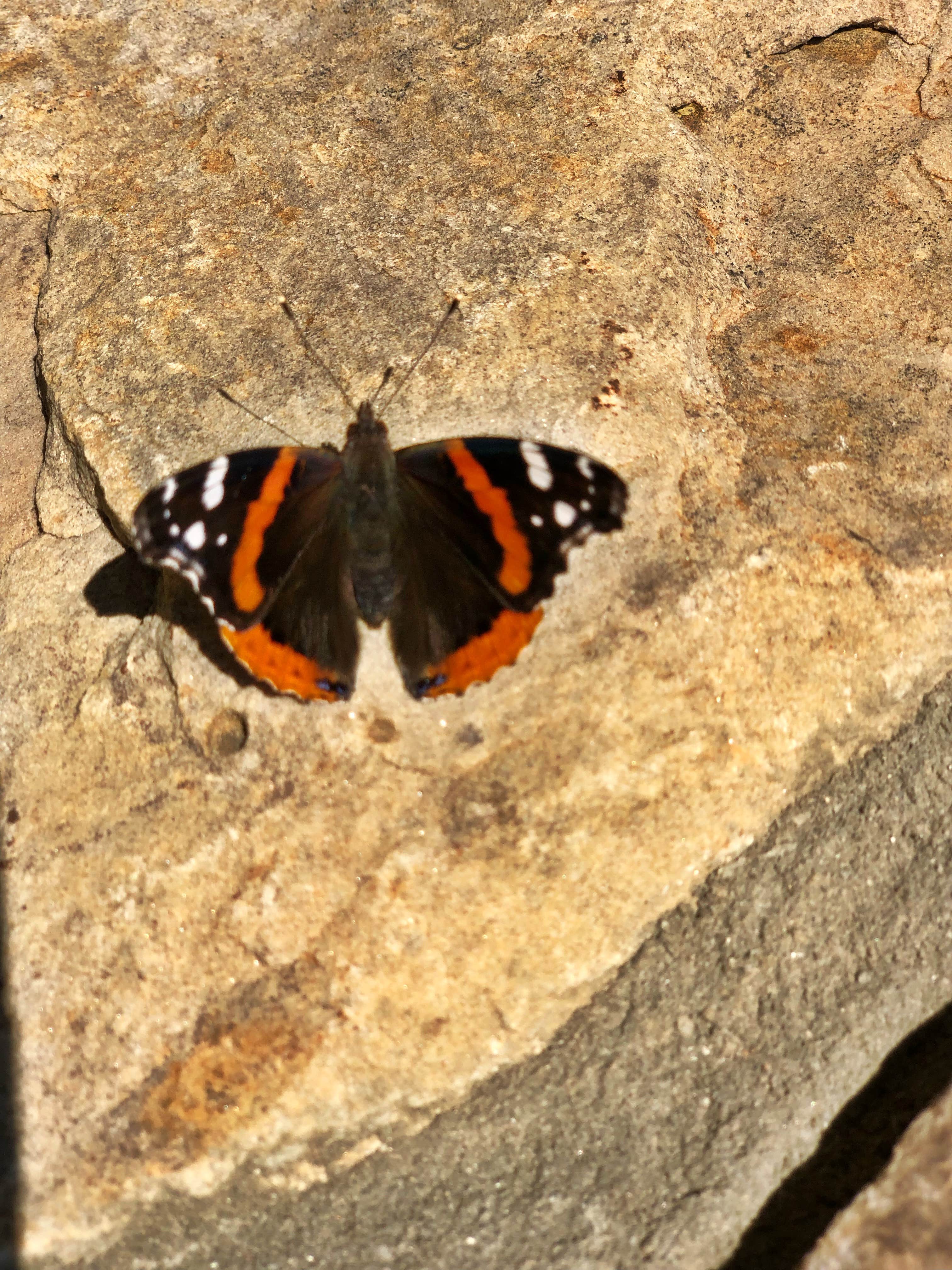 Melissa  W.'s photo of camping with pets at Black Mountain Campground - CLOSED INDEFINITELY near Green Mountain, NC