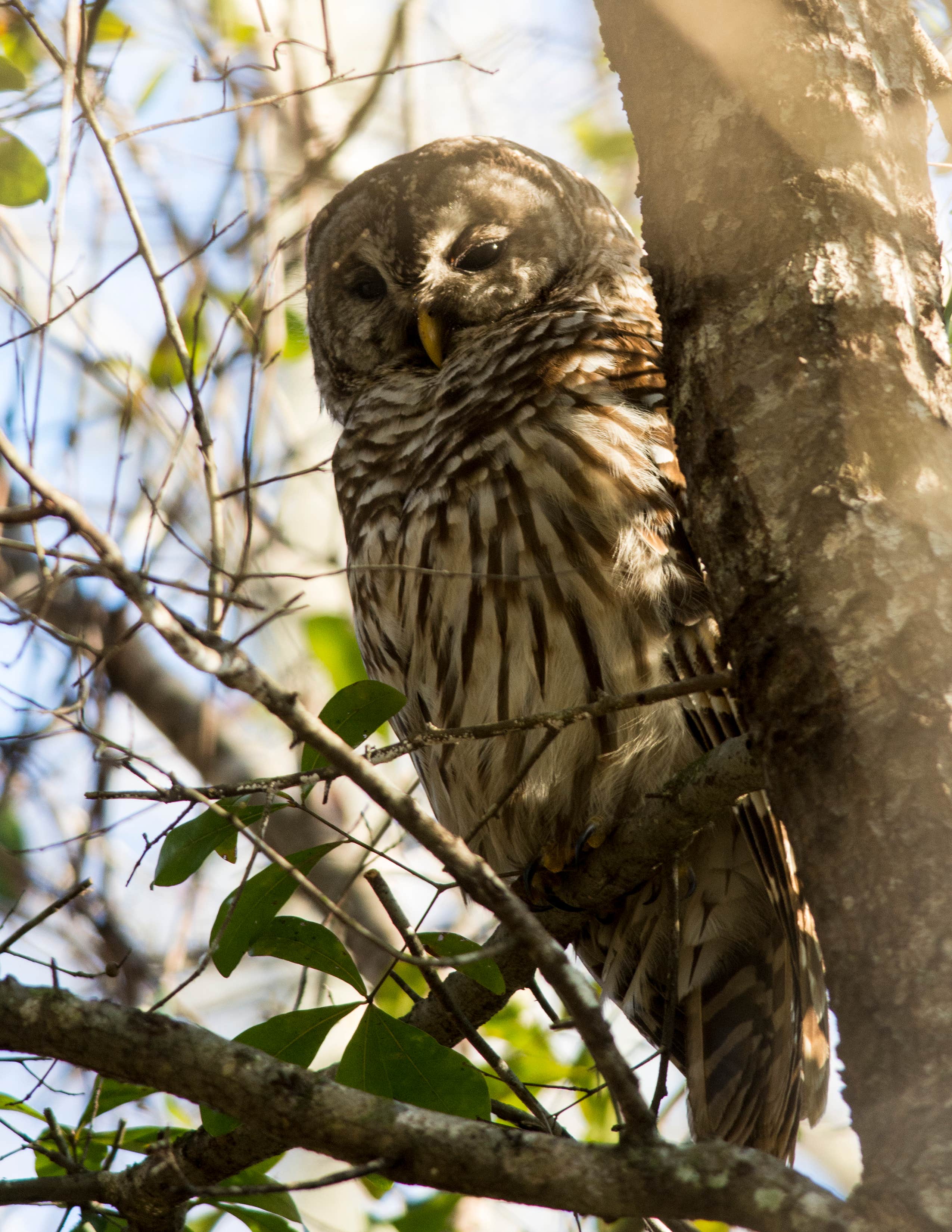 Camping near Fanning Springs State Park Campground: Suwannee River Hideaway Campground, Fanning Springs, Florida