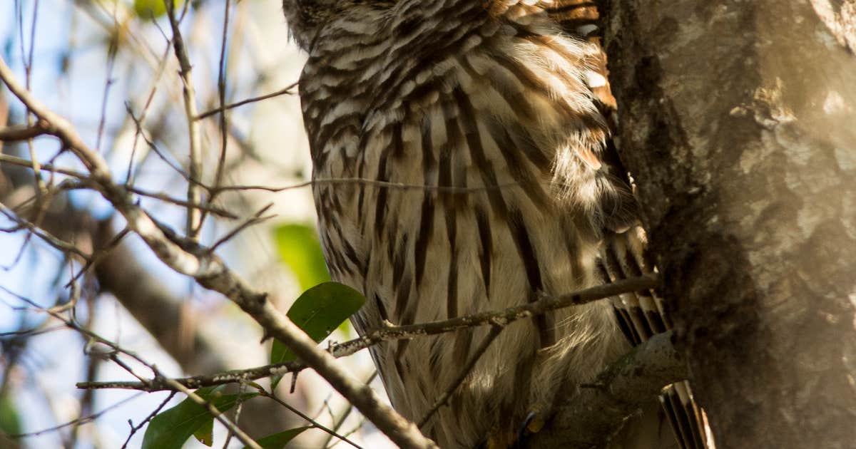 Suwannee River Hideaway Campground