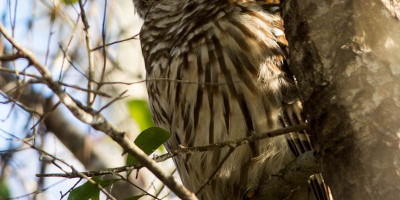 Camper submitted image from Suwannee River Hideaway Campground