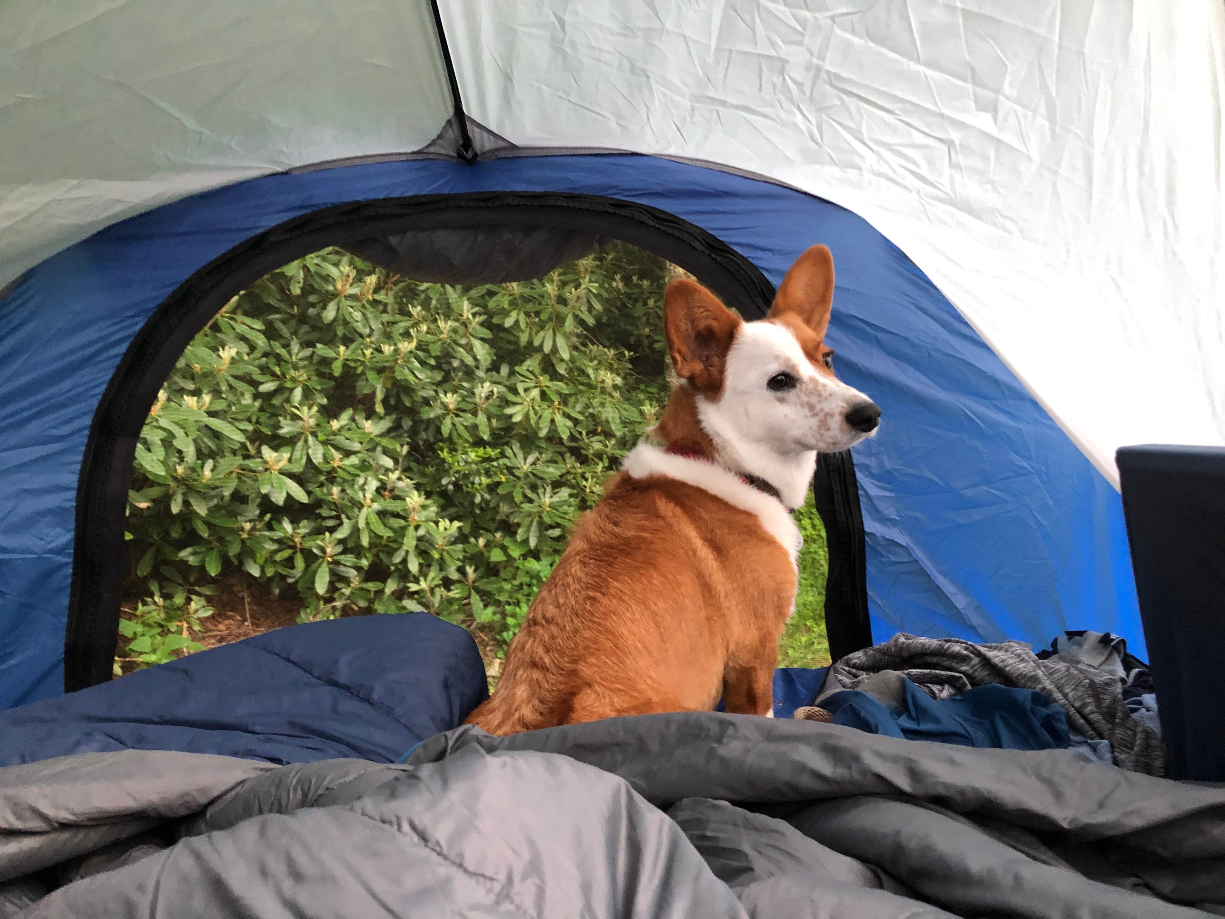 Bradley O.'s photo of camping with pets at Mount Pisgah Campground near Tuckasegee, NC