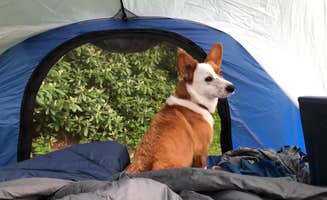 Bradley O.'s photo of camping with pets at Mount Pisgah Campground near Brevard, NC