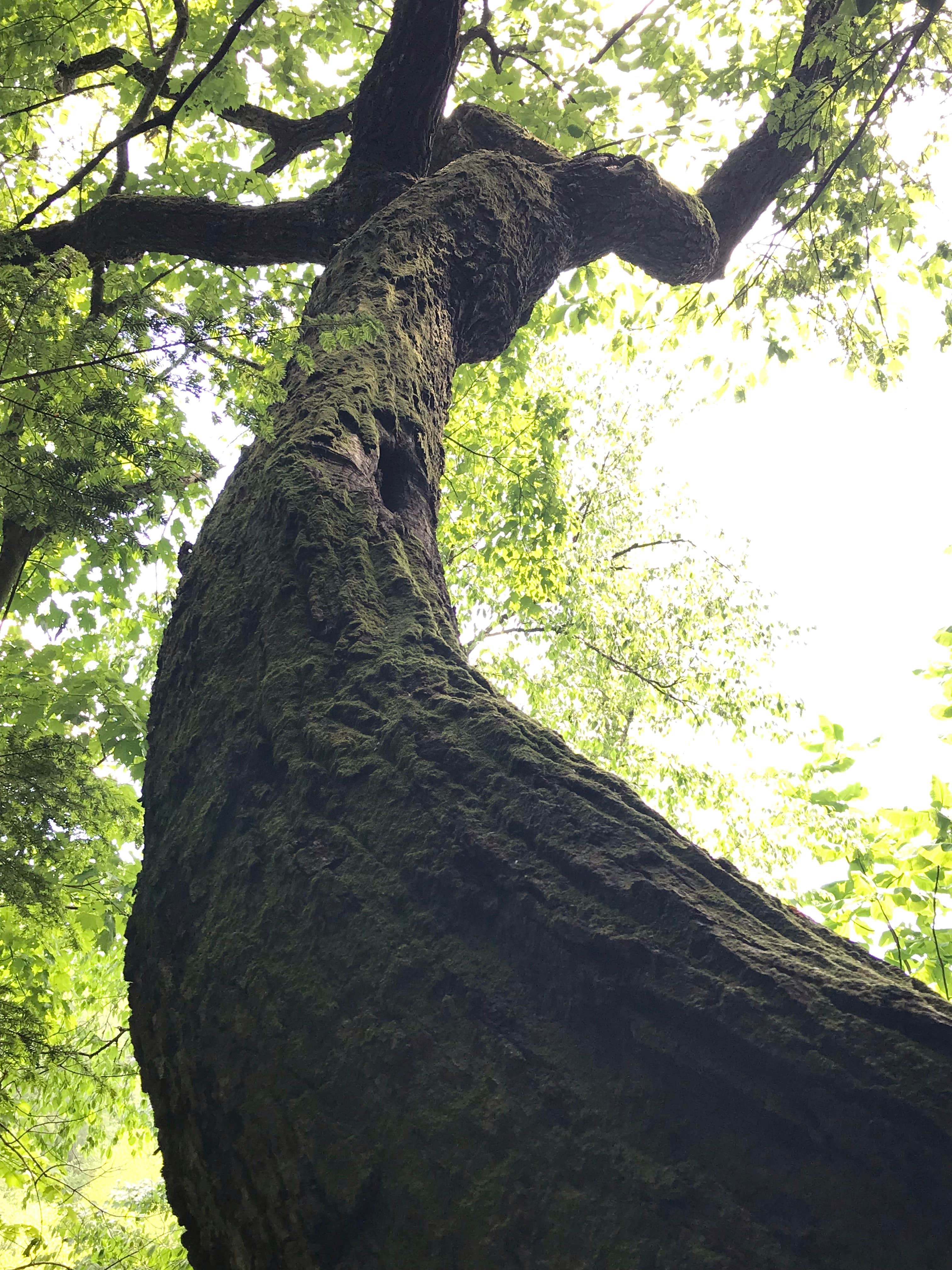 Camper submitted image from Koomer Ridge Campground — Daniel Boone National Forest - 5