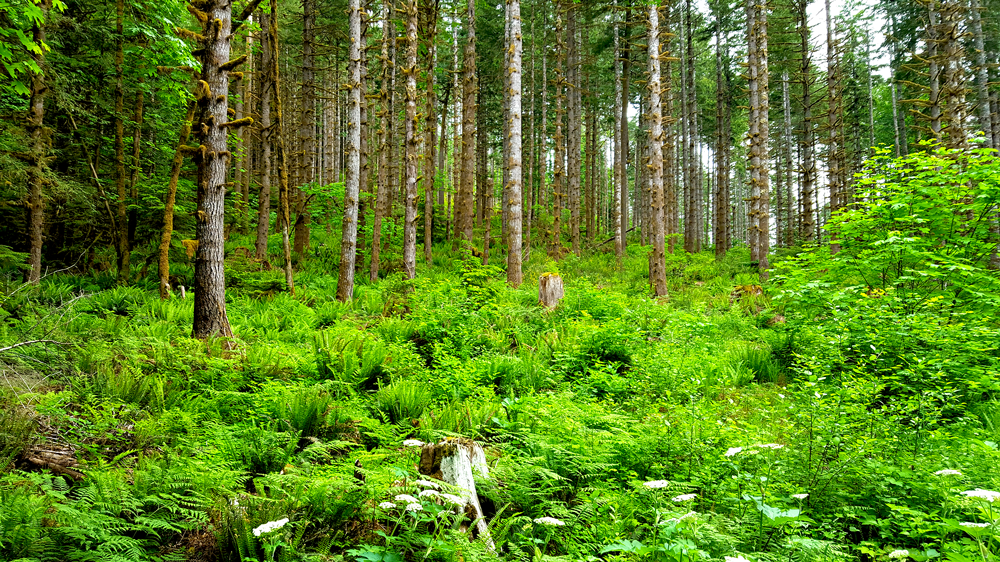 Camper submitted image from Fish Creek (OR) - 2