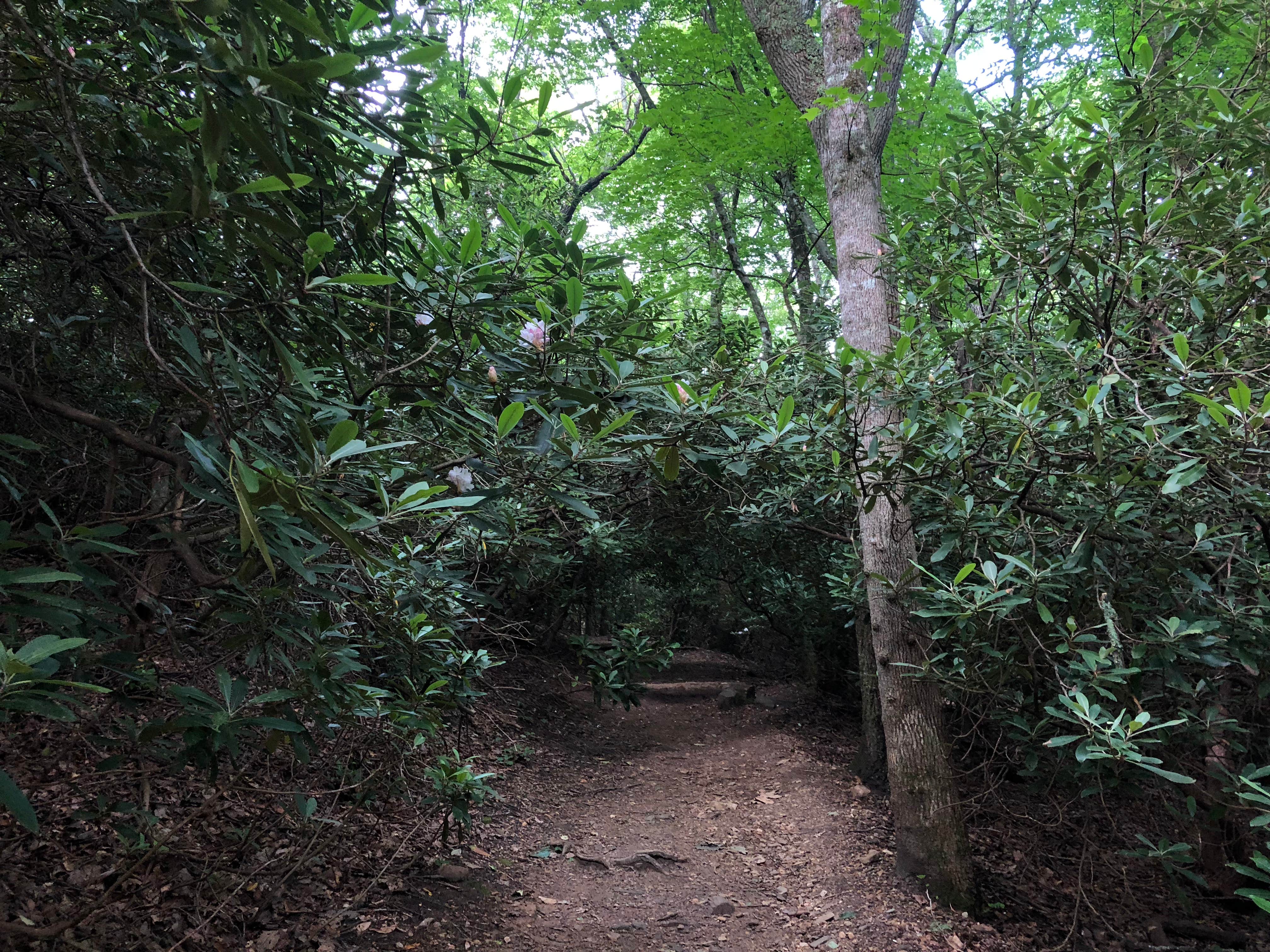 Camper submitted image from Crabtree Falls Campground — Blue Ridge Parkway - 5