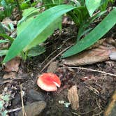 Review photo of Crabtree Falls Campground — Blue Ridge Parkway by Melissa  W., May 29, 2019