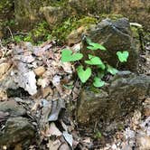 Review photo of Crabtree Falls Campground — Blue Ridge Parkway by Melissa  W., May 29, 2019