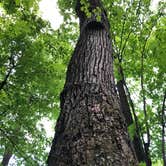 Review photo of Crabtree Falls Campground — Blue Ridge Parkway by Melissa  W., May 29, 2019