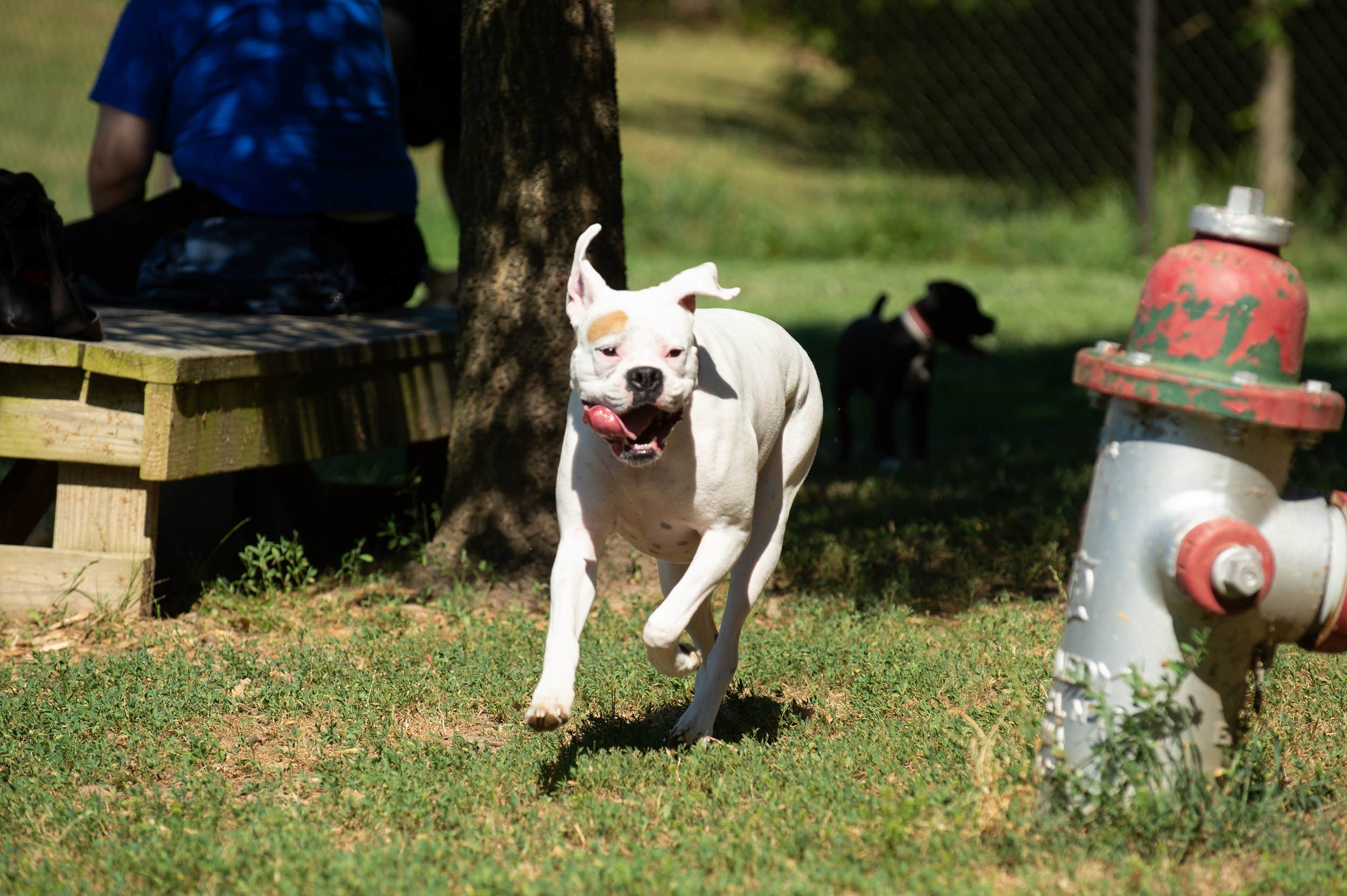 Evelyn T.'s photo of camping with pets at Cherry Hill Park near Washington, DC